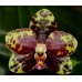 Орхидея 2 ветки (Chang-Jhih-Green-Grape)